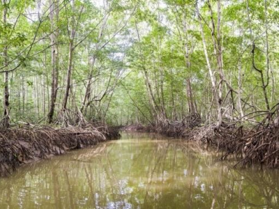 Mangrove Tour