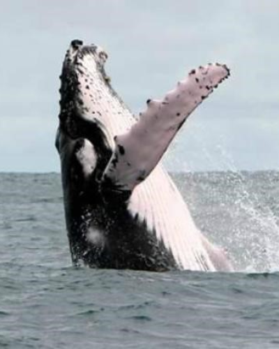 Dolphin & Whale Watching