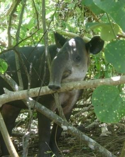 Corcovado: Sirena Station
