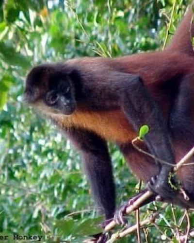 Corcovado: San Pedrillo Station