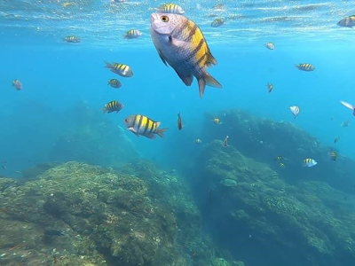 Caño Island: Snorkeling