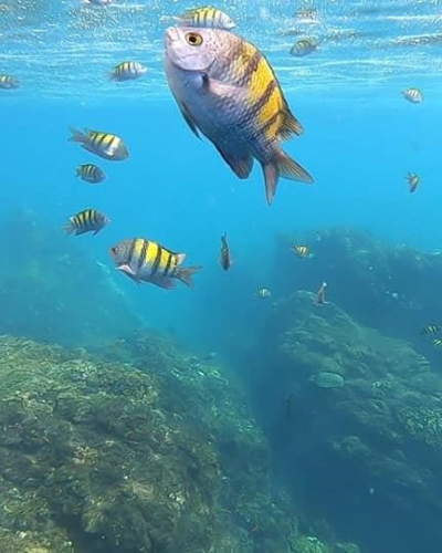 Caño Island: Snorkeling