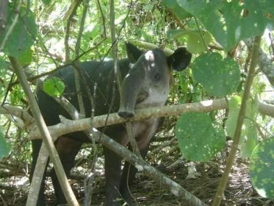 Corcovado: Sirena Station