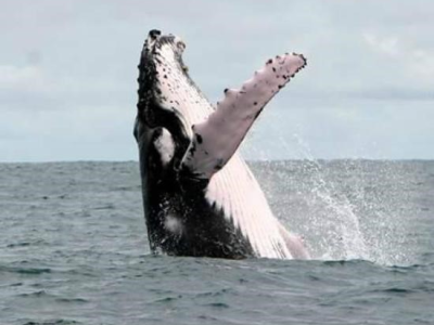 Dolphin & Whale Watching