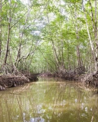 Mangrove Tour