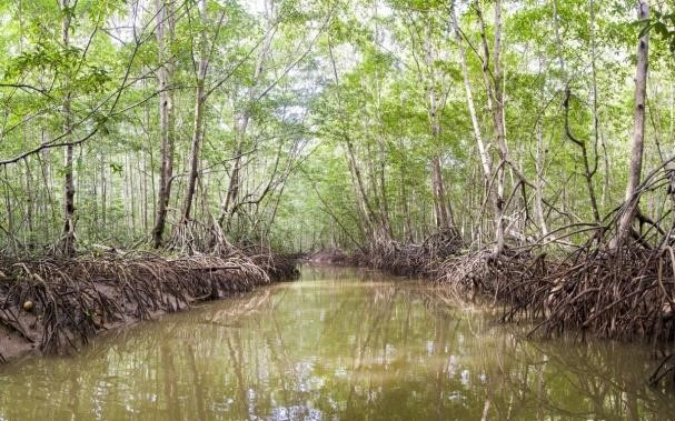 mangroove